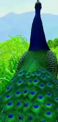 This live wallpaper for your phone features a stunning image of a peacock standing elegantly on a green field