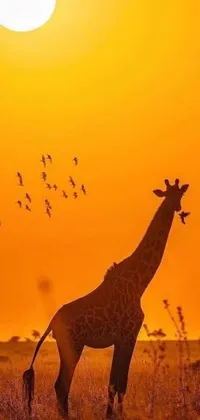 This live wallpaper features a giraffe standing on a grassy field with a sunset in the backdrop