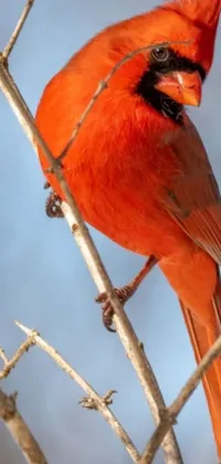 If you're looking for a breathtaking live wallpaper to enhance your phone, look no further than this stunning red bird