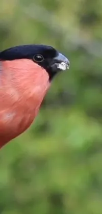 This phone live wallpaper showcases an eye-catching and vividly colorful bird sitting on top of a tree branch