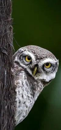 This stunning phone live wallpaper showcases a small owl perched on a colorful tree branch with heavy-lidded eyes gazing at you