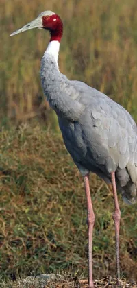 Bring the natural beauty of a mature male crane standing gracefully on a grassy field to your phone with this stunning live wallpaper