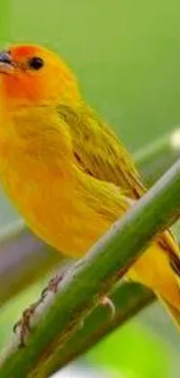Plant Bird Wildlife Live Wallpaper