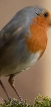 This live wallpaper features a small bird perched on a moss-covered branch, with an orange head and back