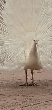 This live phone wallpaper features a picturesque image of a majestic white peacock with its ornate feathers in full display