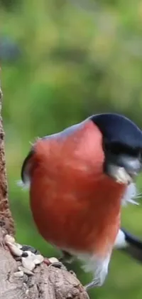 This live phone wallpaper showcases a stunning close-up shot of a bird perched on a tree branch