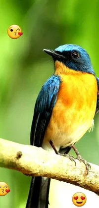 The blue and yellow bird live wallpaper for your phone depicts a photorealistic image of a beautiful bird perched on a tree branch