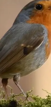 This 4K photorealistic phone live wallpaper showcases a close-up shot of a robin bird standing on a mossy surface