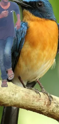 This phone live wallpaper features a man and a blue and orange bird standing together in front of a vibrant background