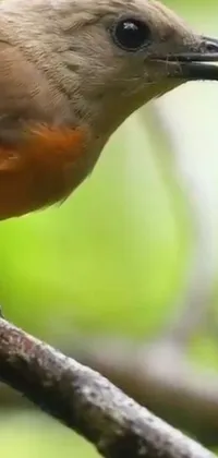 Enjoy this stunning live wallpaper featuring a beautiful robin bird perched on a tree branch