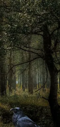 This phone live wallpaper features a black bird resting in the heart of a dense forest