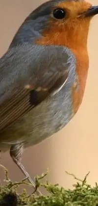 Get this stunning phone live wallpaper featuring a photorealistic painting of a robin bird sitting on a moss-covered branch