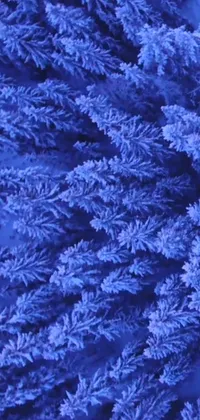 Plant Blue Azure Live Wallpaper