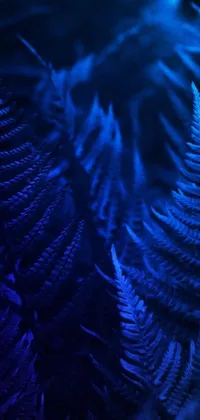 This phone live wallpaper showcases a stunning close-up of a fern plant in a dimly-lit room, creating a moody and evocative ambiance