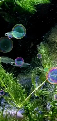 This stunning live wallpaper showcases immaculate bubbles floating amid lush aquatical plants and occasional fish captured from National Geographic footage