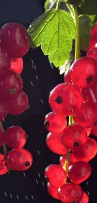This stunning phone live wallpaper features a cluster of beautiful red berries hanging from a branch
