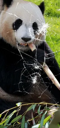 This live phone wallpaper showcases an adorable panda bear lounging in green grass with a stick in its mouth