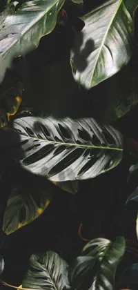 Plant Botany Leaf Live Wallpaper