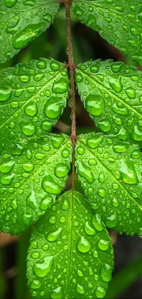 Plant Botany Leaf Live Wallpaper