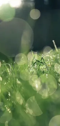 Get lost in the beauty of nature with this stunning live wallpaper! Featuring a close-up shot of dew-covered grass blades, you'll appreciate the gentle movement of the reeds and sunlight bouncing off the droplets