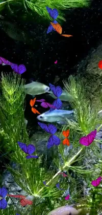 Experience the beauty and tranquility of an aquarium with this phone live wallpaper