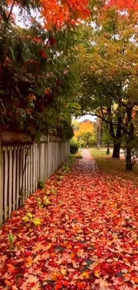 Add the following keywords: phone wallpaper, fall, autumn, leaves, red, yellow, street, rain, beautiful, HD, serene, calming, immersive, nature, screen, gentle, flutter, peaceful, beauty, download, experience