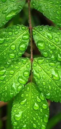 This live phone wallpaper showcases a captivating image of a leaf from a Nothofagus plant, embellished with droplets of water