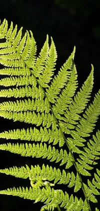 Plant Botany Terrestrial Plant Live Wallpaper