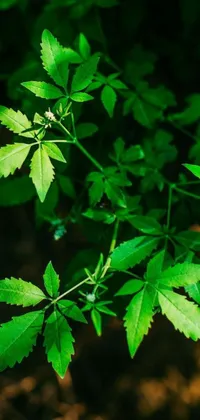 This phone live wallpaper features a stunning close-up of a lush green plant with intricate leaves against a serene background