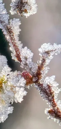 This phone live wallpaper showcases a frost-covered plant, captured in hyper-detailed macro photography