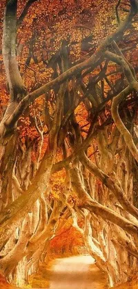 This phone live wallpaper depicts a stunning scene of dark hedges, exuding an orange-yellow Renaissance autumnal vibe