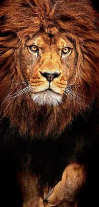 This phone live wallpaper showcases a close up of a lion's face in stunning hyperrealism