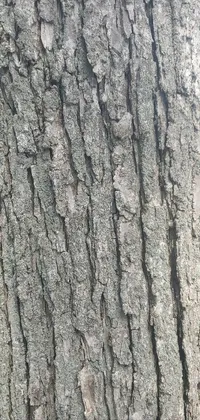 This live phone wallpaper showcases a realistic close-up of oak tree bark, accentuated by gracefully swaying elm tree branches