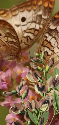 This live phone wallpaper features a striking image of two colorful butterflies perched on a flower, surrounded by pink flowers in the foreground and greenery in the background with yellow and brown flowers
