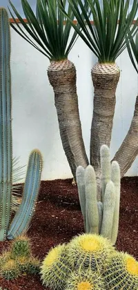 This stunning phone live wallpaper features a beautiful cactus garden with various species of cacti arranged in a natural composition