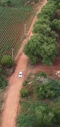 This stunning live wallpaper showcases an enchanting aerial view of a car driving down a dusty dirt road, surrounded by lush green vines and dense foliage