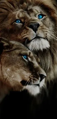 This phone live wallpaper features a couple of majestic lions lounging together in a portrait