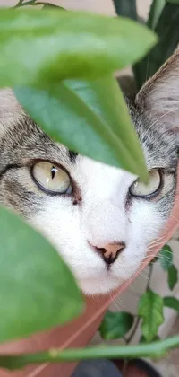 This live wallpaper depicts a cute cat peering out from behind a plant