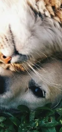 Experience the heartwarming friendship between a cat and a dog in a photorealistic close-up live wallpaper