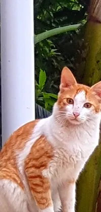 This live wallpaper features an adorable orange and white cat sitting on a ledge