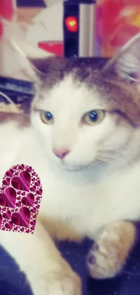 This live wallpaper features a close-up image of a cute white cat with a heart-shaped marking on its chest