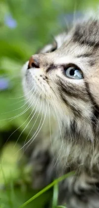 This phone live wallpaper features a cute kitten sitting on a lush green field