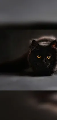 This live phone wallpaper depicts a black cat with fluffy black and brown fur, laying on a white surface against a dark background