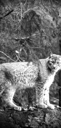 This phone live wallpaper features a stunning black and white portrait photo of a majestic lynx, captured in the wilderness of Idaho