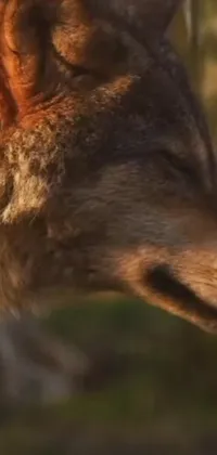 This nature-inspired live phone wallpaper features a realistic close-up image of a wolf in profile, shot at golden hour