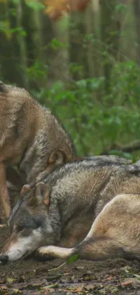 Discover a captivating phone live wallpaper of a serene wolf pack resting in a lush forest