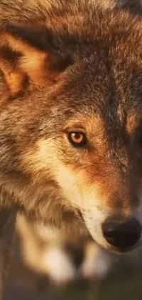 This live phone wallpaper showcases the photorealistic image of a wolf seen in close-up