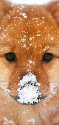 This phone live wallpaper showcases a cute puppy with snow on its nose, surrounded by foxes and powdered sugar