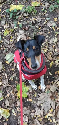 This phone live wallpaper showcases a small black and brown dog wearing a red gilet among a backdrop of leaves at the park