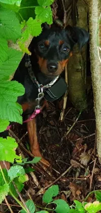 This phone live wallpaper showcases a cute black and brown dog next to a lush tree and thick vines, with a fairy named Pixie hovering within a tunnel in front of a blue sky with clouds